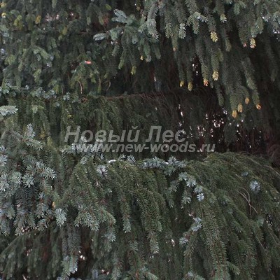 ���� ��� �������� (������� Picea omorika) - ���� 806 - ������ ������� ����� ��������� ������ ��� �������� (������ � �������)