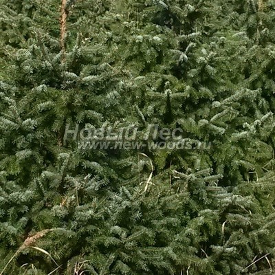 ���� ��� �������� (������� Picea omorika) - ���� 807 - ������� ������� ���� ��� �������� (���� ����� ������ � ��������)