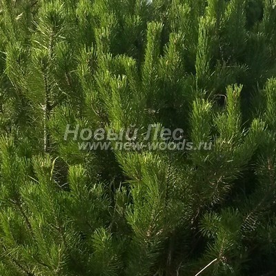 ���� ����� ������ (������� Pinus mugo) - ���� 801 - ������� ����� ����� ������ (�����, �������)