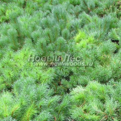 ���� ����� ������ (������� Pinus mugo) - ���� 802 - ������� ���� ������� �������� (������)