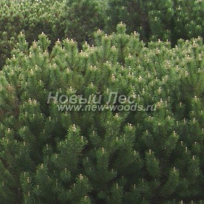 ���� ����� ������ (������� Pinus mugo) - ���� 803 - ������ ���� ����� ��������� ������ ����� ������
