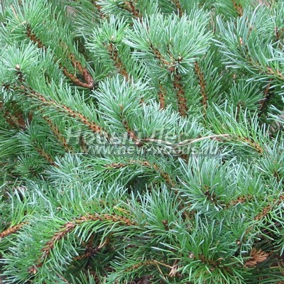 ���� ����� ������ (������� Pinus mugo) - ���� 804 - ���� ���� ����� ������ (����, ������)
