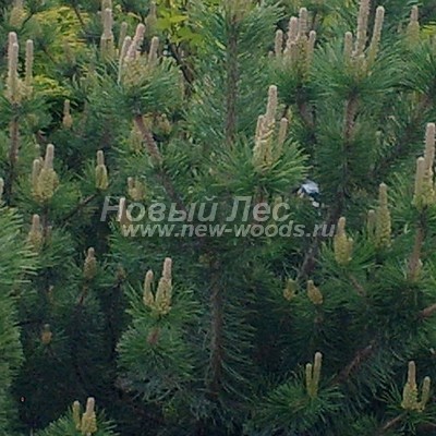    ( Pinus mugo) -  805 -        