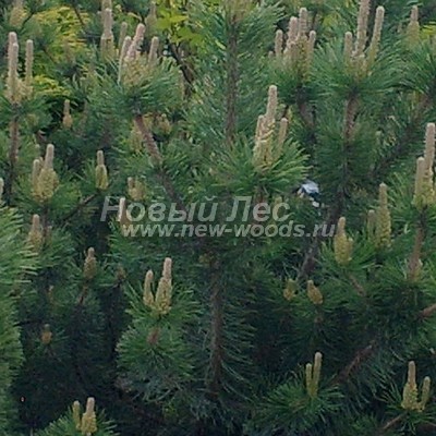 ���� ����� ������ (������� Pinus mugo) - ���� 805 - ������� �������� �� ���� ����� ���� ����� ������