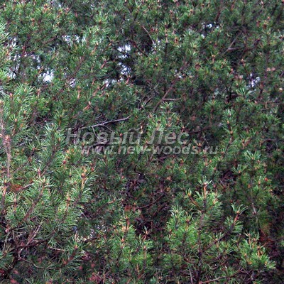 ���� ����� ������ (������� Pinus mugo) - ���� 806 - ���� ����� ������ ����� ������, �������� ������� ������� (������)