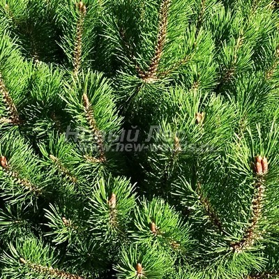 ���� ����� ������ (������� Pinus mugo) - ���� 807 - ������ ���������� ���� ����� � ������-������ ����