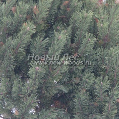 ���� ����� ������ (������� Pinus mugo) - ���� 808 - ������������ ����-������ ������ ������� ���� ����� ������ (����, �������)