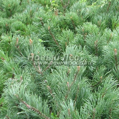 ���� ����� ������ (������� Pinus mugo) - ���� 809 - ����� ������: ������������ ���� 