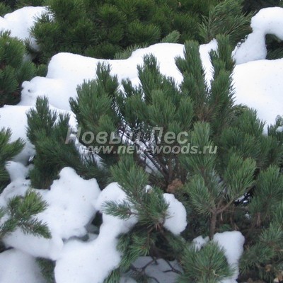 ���� ����� ������ (������� Pinus mugo) - ���� 810 - ������ ��� ������: ����� ������ - ����������� ������� ��������