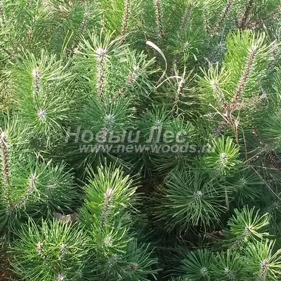 ���� ����� ������ (������� Pinus mugo) - ���� 811 - ���� ���� ����� � ������� (�����������)