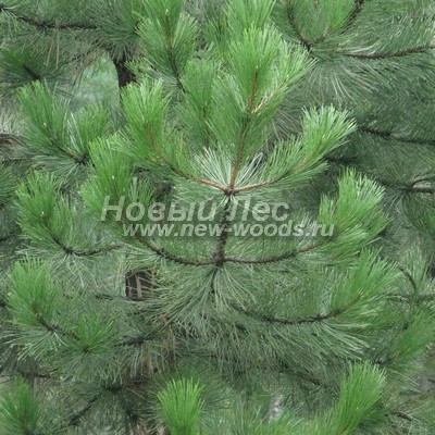 ���� ����� ������ ����������� (������� Pinus nigra) - ���� 801 - ������������ ������� ����� ������ (Pinus nigra) ������� ������ ���� ������ � ������ (��������, �����)