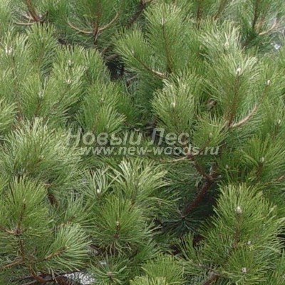 ���� ����� ������ ����������� (������� Pinus nigra) - ���� 802 - ���� ����� ������ ����� ������ ����������� (�����, ������)