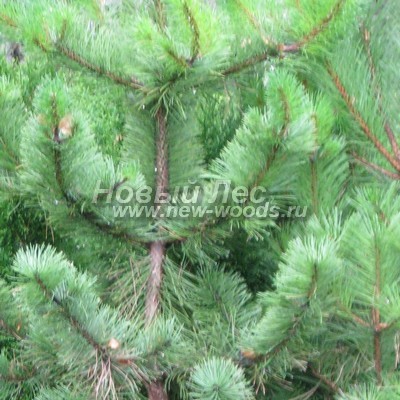    ( Pinus nigra) -  803 -         (, )