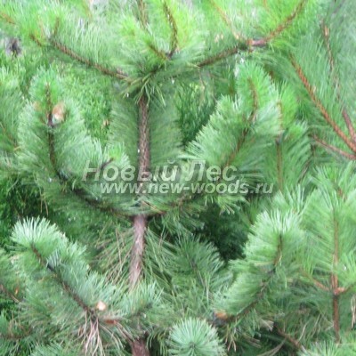 ���� ����� ������ ����������� (������� Pinus nigra) - ���� 803 - ����� ������ ���� ����� ������ � �������� �������� (����, ������)