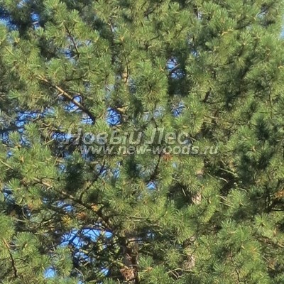     ( Pinus nigra) -  804 -         (, )