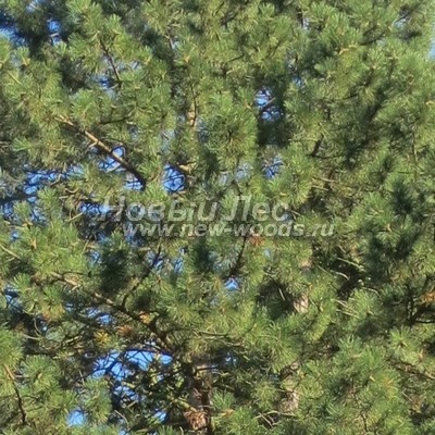 ���� ����� ������ ����������� (������� Pinus nigra) - ���� 804 - ���������� ������� ���� ����� ������������ � ����� ���� (�����, ��������)
