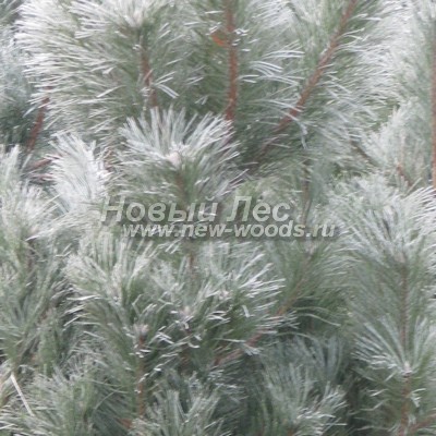 ���� ����� ������ ����������� (������� Pinus nigra) - ���� 805 - ������ ���� ���������� ����� �����, ������ ������ ��� ������� (����, �������)