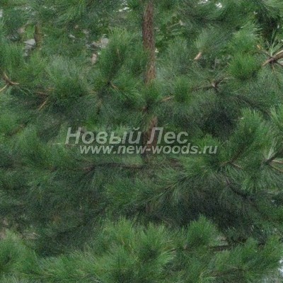     ( Pinus nigra) -  806 -       ,      ()