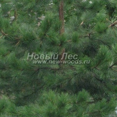 ���� ����� ������ ����������� (������� Pinus nigra) - ���� 806 - ����� ������ ����� ������ �� ������ ����, ��������� ������ ������� ����� ������ (��������)