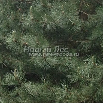     ( Pinus nigra) -  807 -          (, )