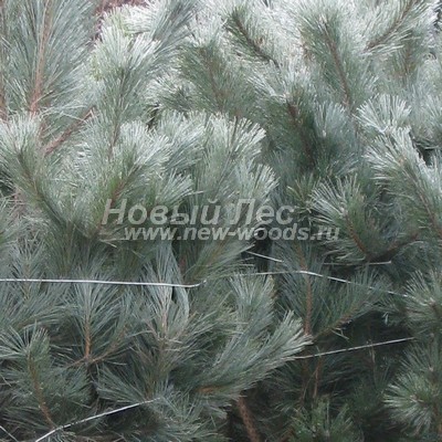 ���� ����� ������ ����������� (������� Pinus nigra) - ���� 808 - ������� ������� ���� ������ ��� ������ ������������ (�����, ������)