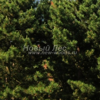     ( Pinus nigra) -  809 -            ,     (, )