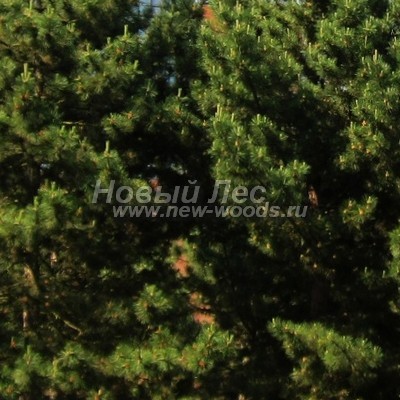 ���� ����� ������ ����������� (������� Pinus nigra) - ���� 809 - �� �� ����� ������� �������� ���� �� ����� ����� ������ ����� ����������, ��� �� ����� ������������ (����, ����)
