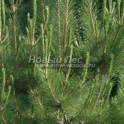 ���� ����� ������ ����������� (������� Pinus nigra) - ���� 810 - ������� ���� ����� ������� ������������, ������� ����� ������� ����� ������ ����� ������� (����, ����)