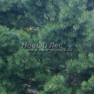 ���� ����� ��������� �������� (������� Pinus sibirica - ����� ����������) - ���� 801 - �������� ���� ����� ���������� ����� (���� � ��������, �����, ���, �����������)