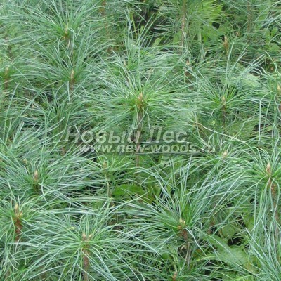 ���� ����� ��������� �������� (������� Pinus sibirica - ����� ����������) - ���� 802 - ������� ���� ������� �������� ����� ��������� �������� (Pinus sibirica) - ������, ����, �������� �������