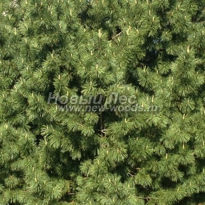 ���� ����� ��������� �������� (������� Pinus sibirica - ����� ����������) - ���� 803 - ��������� ����: ������� ������, ���������� �������, ������������ � ����� ����� ���� (���)
