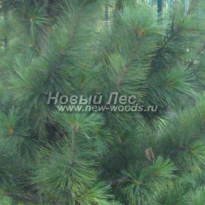 ���� ����� ��������� �������� (������� Pinus sibirica - ����� ����������) - ���� 805 - �������� ���� ����� ���������� ����� (����, �������� ������)