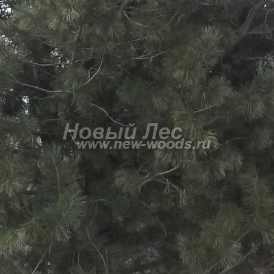 ���� ����� ��������� �������� (������� Pinus sibirica - ����� ����������) - ���� 806 - � ��������� ���� ������� ������ ����������� ����� ����� ������� (������ ����� ������ ��������� ����� ����, �����, ����)