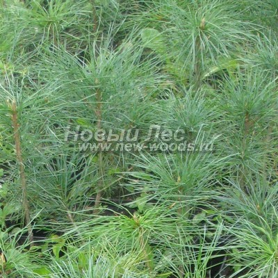 ���� ����� ��������� �������� (������� Pinus sibirica - ����� ����������) - ���� 807 - ������� ������� �������� ��������� ���� ����� ������ ����� ������� �������