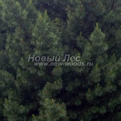 ���� ����� ��������� �������� (������� Pinus sibirica - ����� ����������) - ���� 808 - ������� ����� ��������� ������ ����� ��������� �������� (����, ����, ���������� �������) - ����� �����