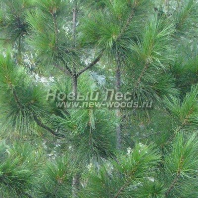 ���� ����� ��������� �������� (������� Pinus sibirica - ����� ����������) - ���� 809 - ������� ����� �������� ������ ����� ��������� �������� (����, ����, ������) - ����� �������