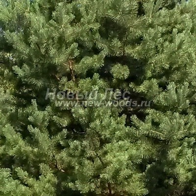    ( Pinus sylvestris) -  801 -      (, , ,  , Pinus sylvestris)