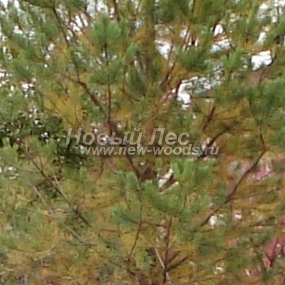    ( Pinus sylvestris) -  803 - 10  -   ()   ,     ,    