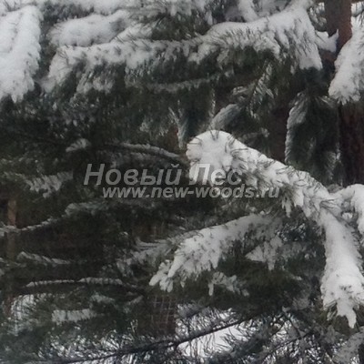 ���� ����� ������������ (������� Pinus sylvestris) - ���� 804 - ����� ������������ � ������ ��� ������ (������ ���� ����� �������� ���������� �����)