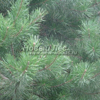    ( Pinus sylvestris) -  805 -   -    ()