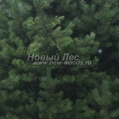 ���� ����� ������������ (������� Pinus sylvestris) - ���� 806 - ����� ������� - ����� ����� ������������ �������� �������, � ������ � ���� ������ � ����