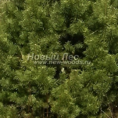    ( Pinus sylvestris) -  807 -      (   )