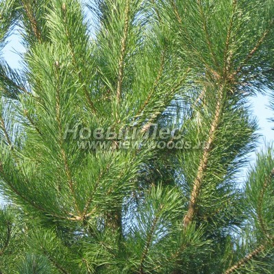    ( Pinus sylvestris) -  808 -   -       ,       