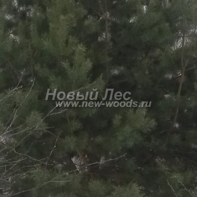    ( Pinus sylvestris) -  809 -   - -      