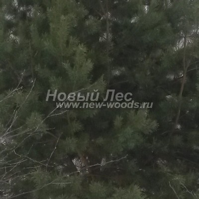 ���� ����� ������������ (������� Pinus sylvestris) - ���� 809 - �������� ������� - ����-������ ������� ����� ����� � ���������� �������