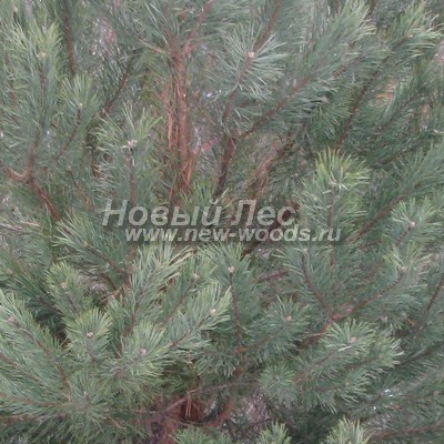 ���� ����� ������������ (������� Pinus sylvestris) - ���� 810 - ���������� ������ � �������� ���� ����� ������������ (����� �������� � ��������� ������� - ������������� ������ ������, ����, ������)
