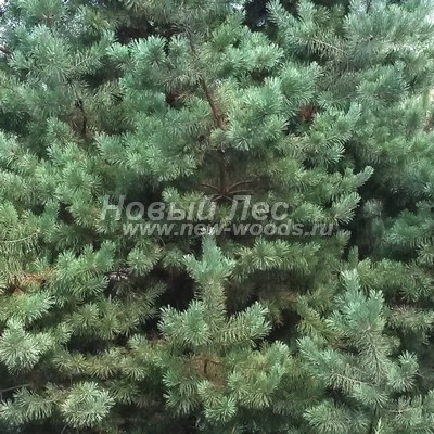    ( Pinus sylvestris) -  811 -       (,  ) -     