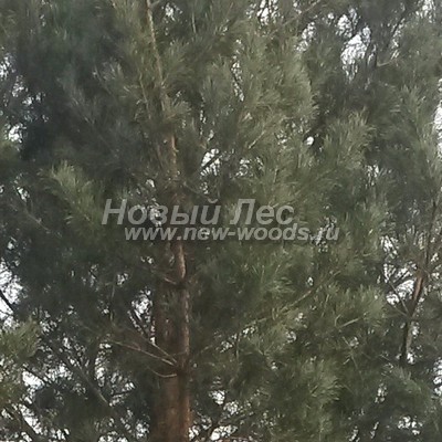    ( Pinus sylvestris) -  812 -     -  ( ,          )