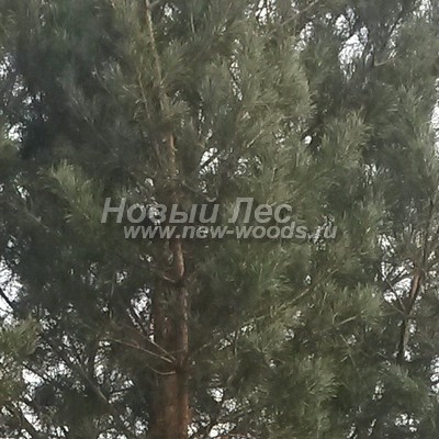 ���� ����� ������������ (������� Pinus sylvestris) - ���� 812 - ���������� ����� ������ ����� ��������-������ ���� (�� �������, ���� �� �������� �������� ������ � ������ �� ��������� ���������)