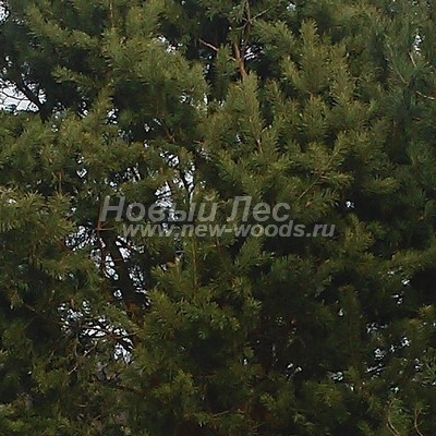    ( Pinus sylvestris) -  813 -     (, ,     )